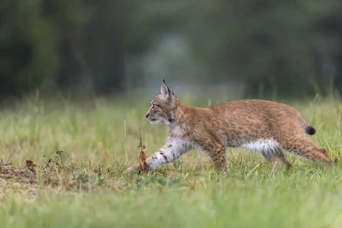 Framed Print : One young Eurasian lynx, (Lynx lynx)