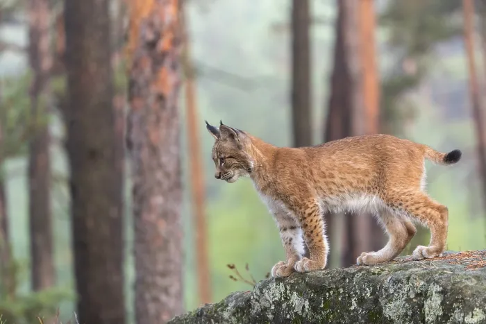 Framed Print : One young Eurasian lynx, (Lynx lynx)
