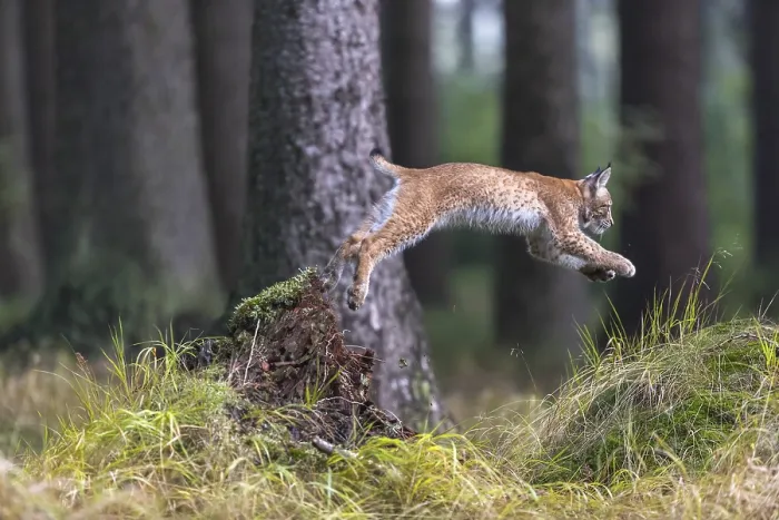 Framed Print : One young Eurasian lynx, (Lynx lynx)