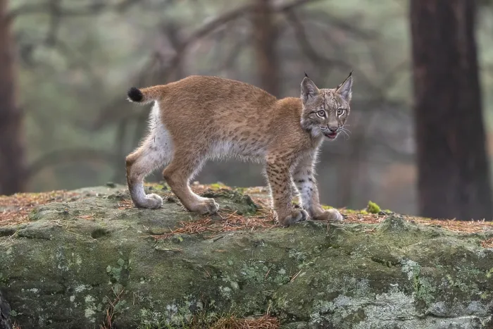 Framed Print : One young Eurasian lynx, (Lynx lynx)