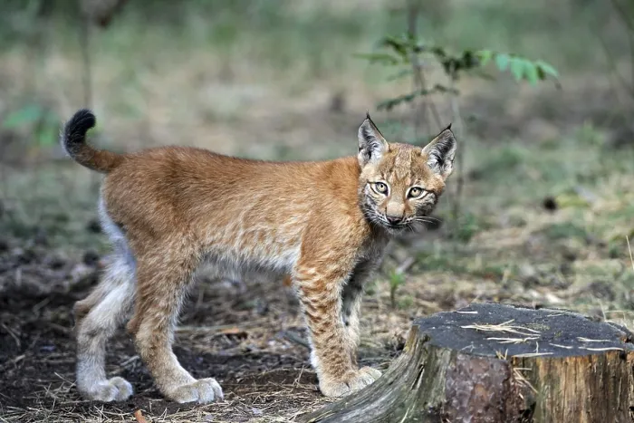 Framed Print : Young Eurasian Lynx (Lynx lynx)