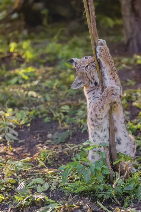 Framed Print : One young Eurasian lynx, (Lynx lynx)