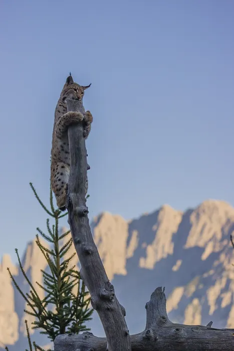 Framed Print : A young Eurasian lynx, (Lynx lynx) climbs in a dead tree Framed Print : A young Eurasian lynx, (Lynx lynx) climbs in a dead tree