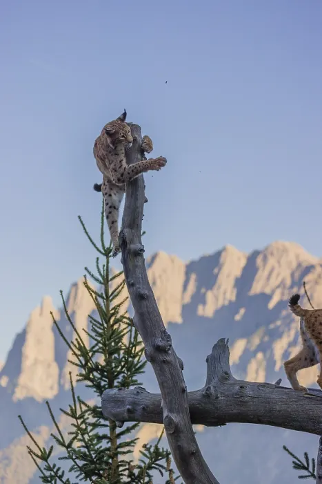 Framed Print : A young Eurasian lynx, (Lynx lynx) climbs in a dead tree