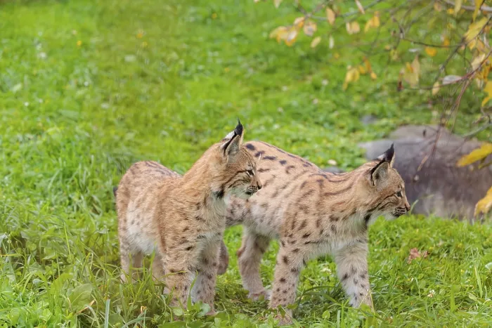 Framed Print : Two young Eurasian lynx (Lynx lynx) play in a green meadow