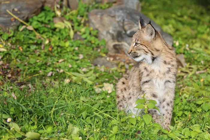 Framed Print : A young Eurasian lynx (Lynx lynx) sits on a meadow