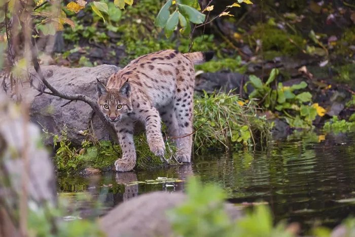 Framed Print : A young Eurasian lynx, (Lynx lynx) stands partially in the water of a pond Framed Print : A young Eurasian lynx, (Lynx lynx) stands partially in the water of a pond