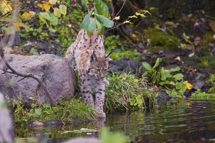 Framed Print : A young Eurasian lynx, (Lynx lynx) stands partially in the water of a pond
