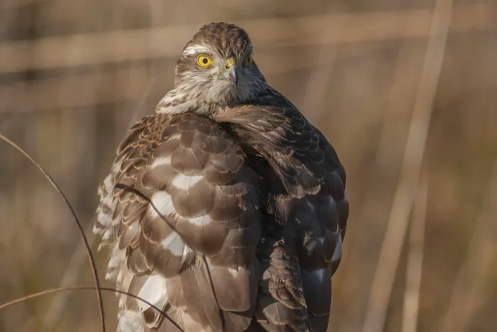 Framed Print : Young Eurasian Sparrowhawk (Accipiter nisus) resting in the sun perched on a branch