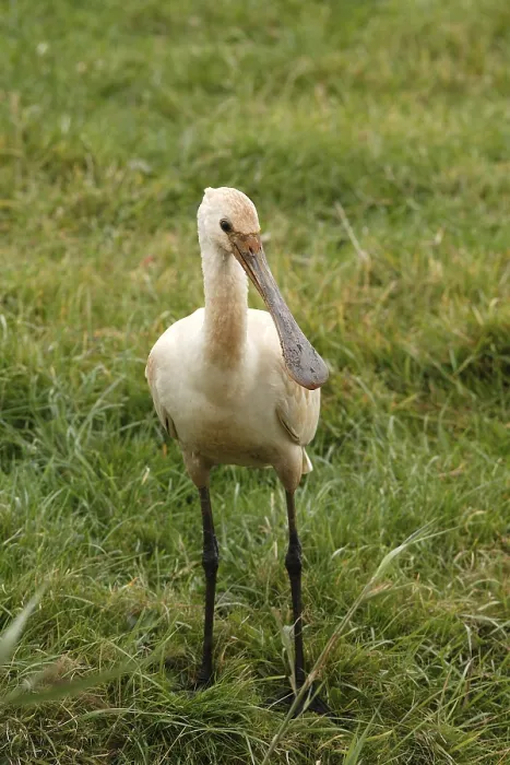 Framed Print : Young Eurasian Spoonbill (Platalea leucorodia)