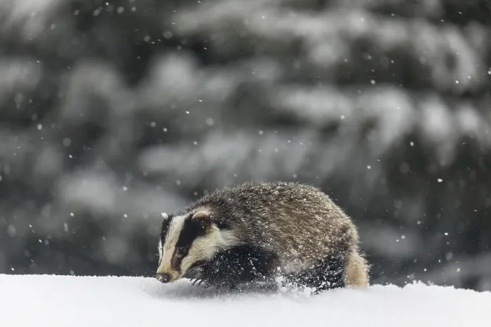 Framed Print : One young European badger (Meles meles) walking through deep snow during snow fall