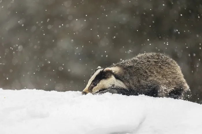 Framed Print : One young European badger (Meles meles) walking through deep snow during snow fall