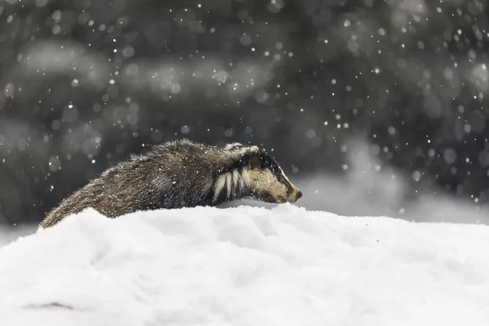 Framed Print : One young European badger (Meles meles) walking through deep snow during snow fall