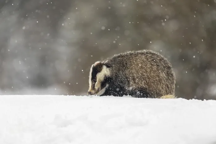 Framed Print : One young European badger (Meles meles) walking through deep snow during snow fall