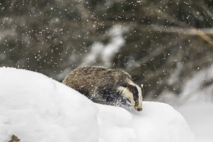 Framed Print : One young European badger (Meles meles) walking through deep snow during snow fall
