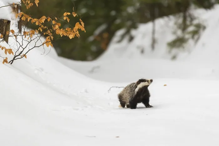 Framed Print : One young European badger (Meles meles) walking through a ravine in deep snow Framed Print : One young European badger (Meles meles) walking through a ravine in deep snow