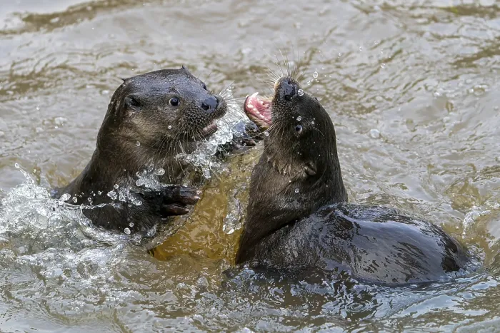 Framed Print : Two young european otter (Lutra lutra)