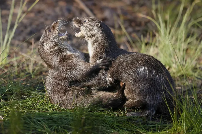 Framed Print : Two young european otter (Lutra lutra)