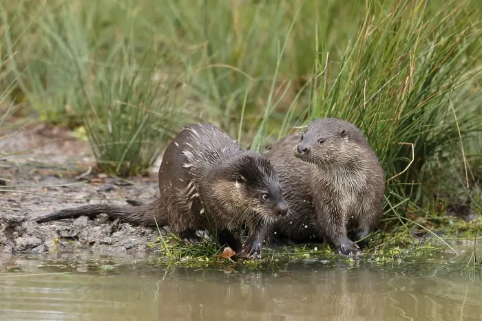 Framed Print : Two young european otter (Lutra lutra)