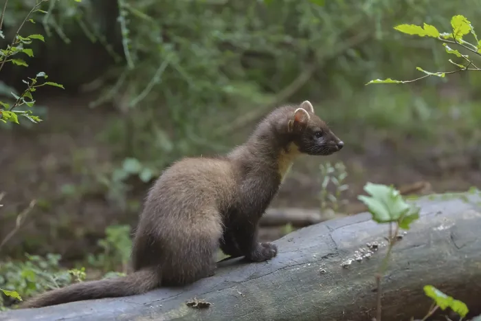 Framed Print : Young european pine marten sitting on the ground framed with green leaves
