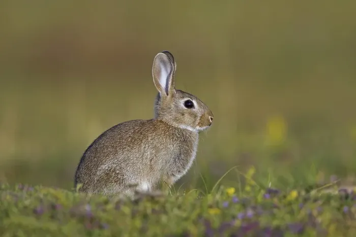 Framed Print : Young European rabbit (Oryctolagus cuniculus), common rabbit sitting in meadow