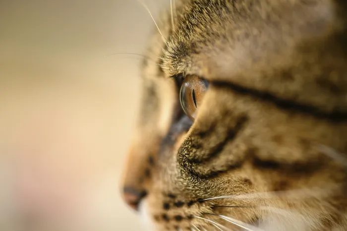 Framed Print : Young european shorthair breed cat's head