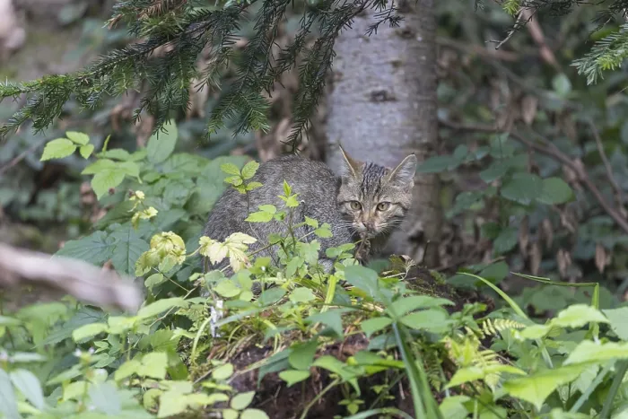 Framed Print : One young european wildcat, Felis silvestris silvestris
