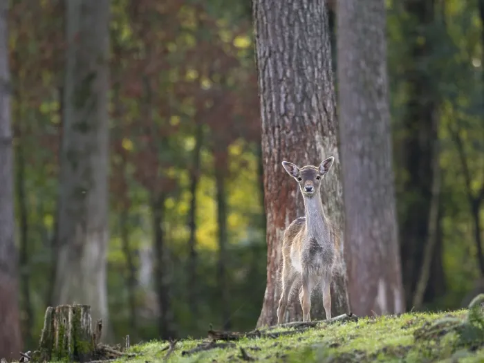 Framed Print : A young fallow deer in the forest Framed Print : A young fallow deer in the forest