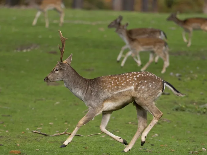 Framed Print : Young fallow deer running, North Rhine-Westphalia