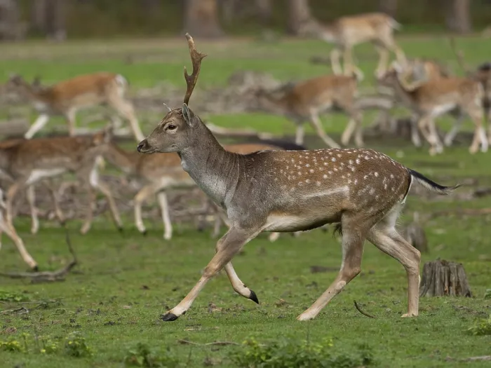 Framed Print : Young fallow deer running, North Rhine-Westphalia