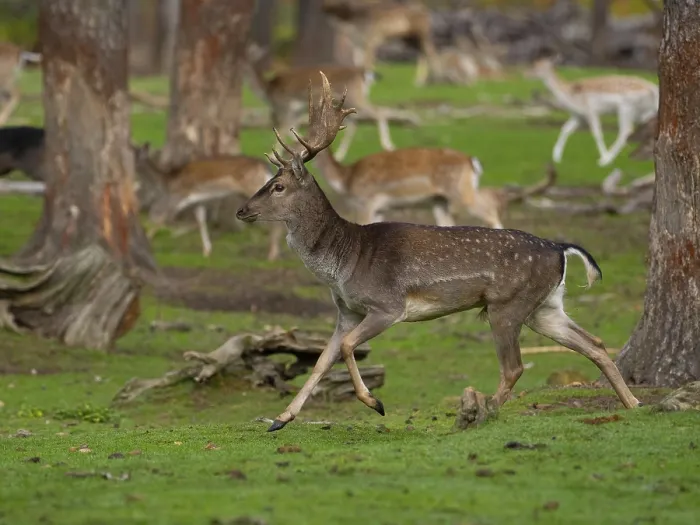 Framed Print : Young fallow deer running, North Rhine-Westphalia