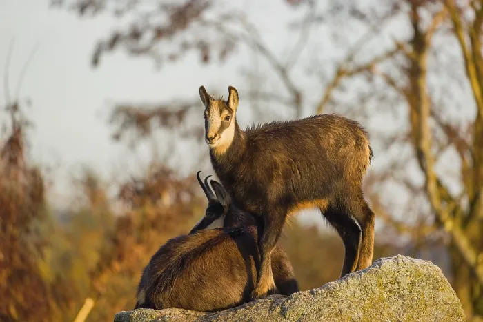 Framed Print : A young female chamois (Rupicapra rupicapra) standing on a rock Framed Print : A young female chamois (Rupicapra rupicapra) standing on a rock