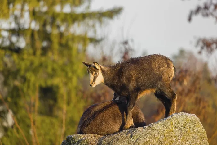 Framed Print : A young female chamois (Rupicapra rupicapra) standing on a rock Framed Print : A young female chamois (Rupicapra rupicapra) standing on a rock