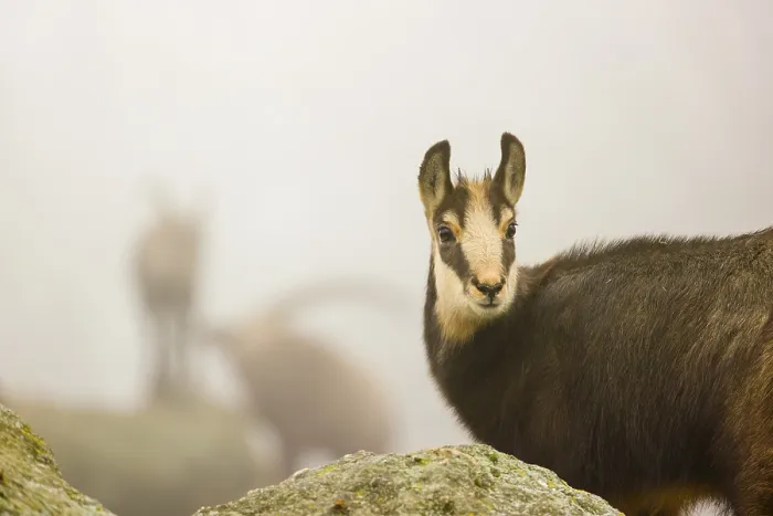 Framed Print : A young female chamois (Rupicapra rupicapra) stands on a rock Framed Print : A young female chamois (Rupicapra rupicapra) stands on a rock