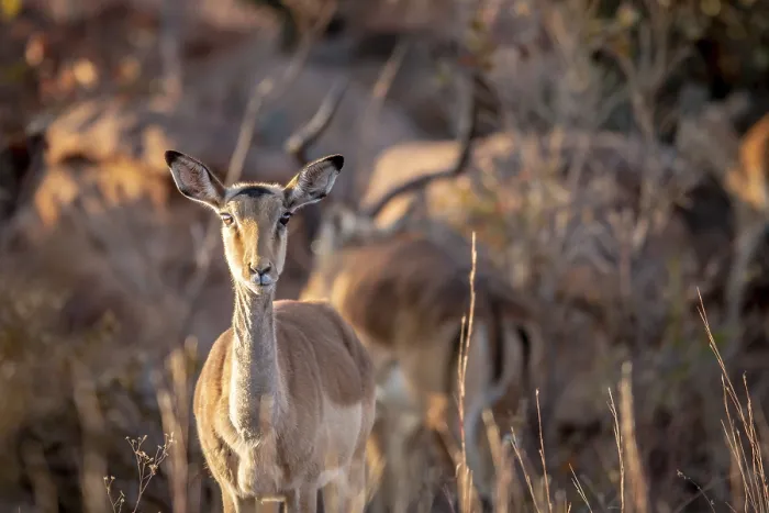 Framed Print : Young female Impala looking at the camera in the Welgevonden game reserve