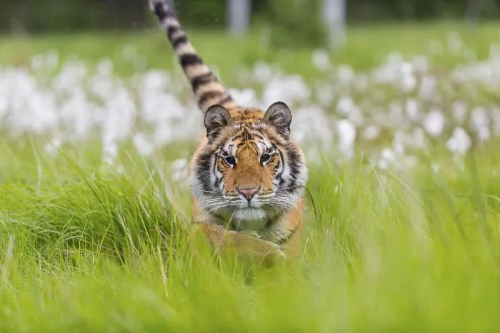 Framed Print : One young female Siberian Tiger