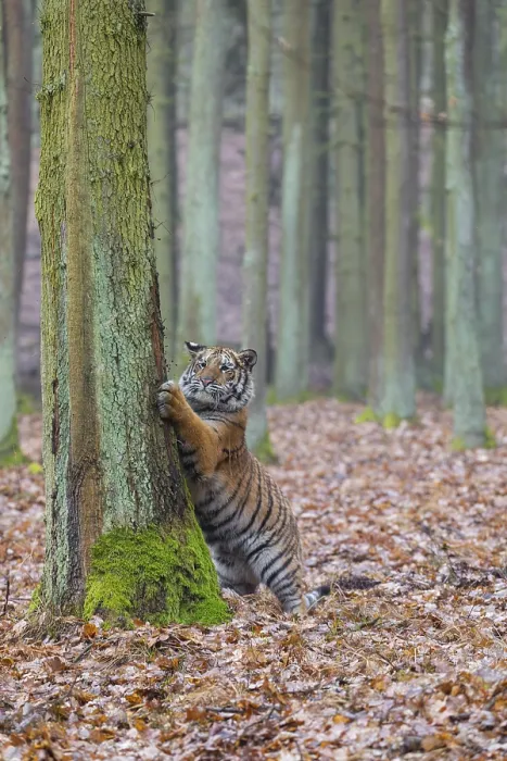 Framed Print : One young female Siberian Tiger