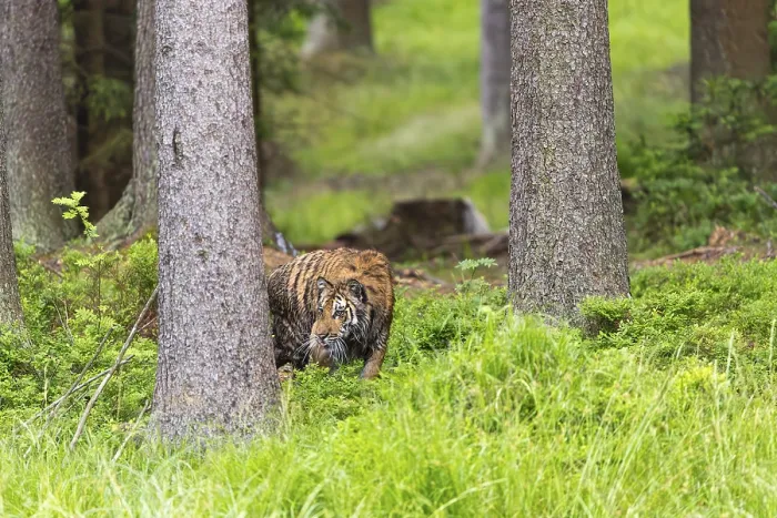 Framed Print : One young female Siberian Tiger