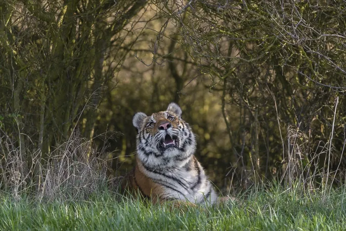 Framed Print : One young female Siberian Tiger