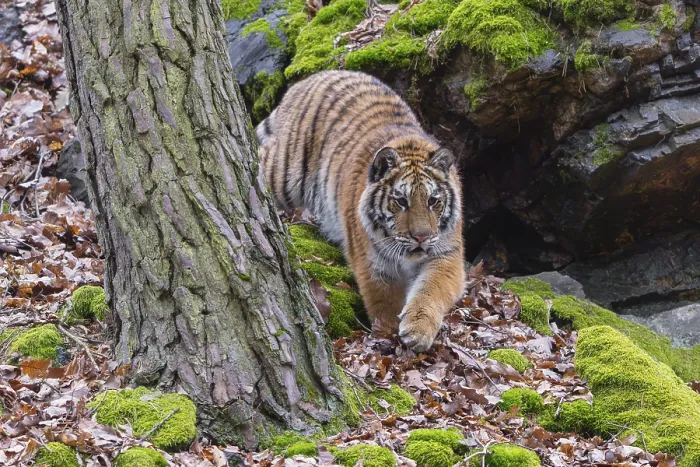 Framed Print : One young female Siberian Tiger