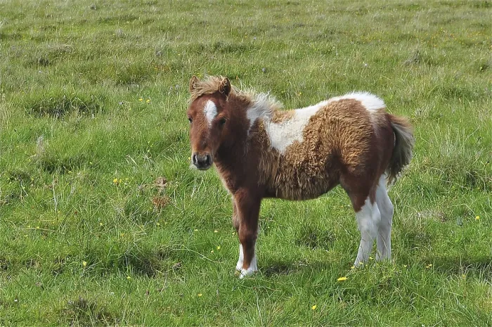 Framed Print : A young foal of Shetland pony (Equus ferus caballus) with a piebald coat stands in a green pasture