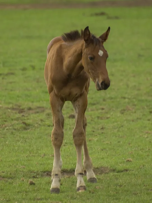Framed Print : A young foal is standing in a green field looking curiously Framed Print : A young foal is standing in a green field looking curiously