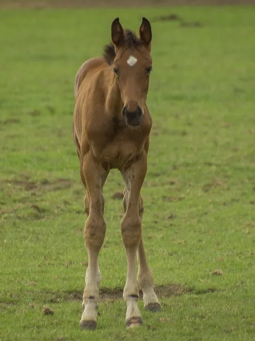 Framed Print : A young foal stands upright on a green pasture and looks ahead Framed Print : A young foal stands upright on a green pasture and looks ahead