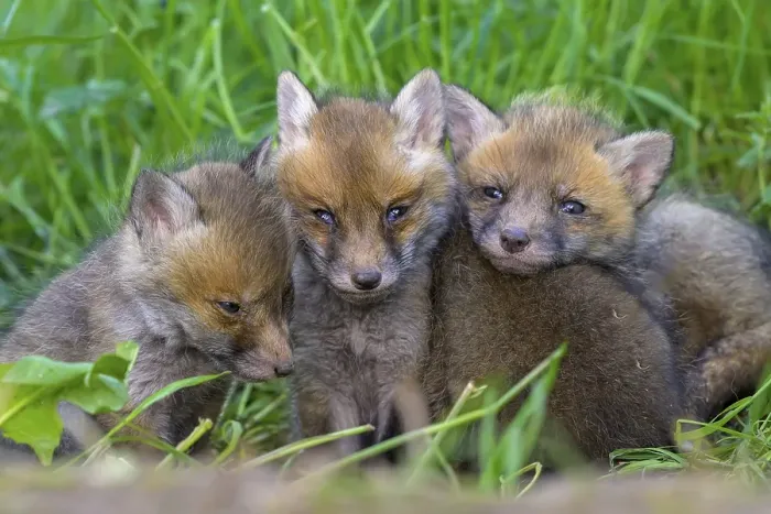 Framed Print : Three young foxes (Vulpes vulpes) sitting close together on a green meadow and looking curiously into the camera