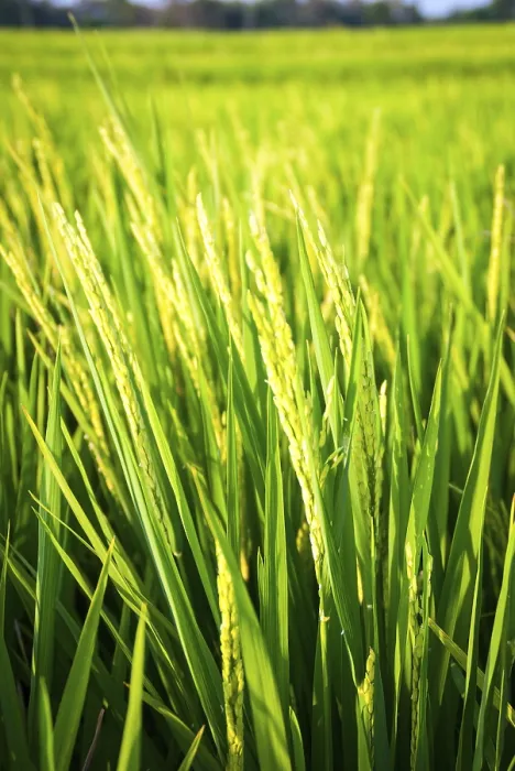 Framed Print : Young fresh green rice growing on a field Framed Print : Young fresh green rice growing on a field