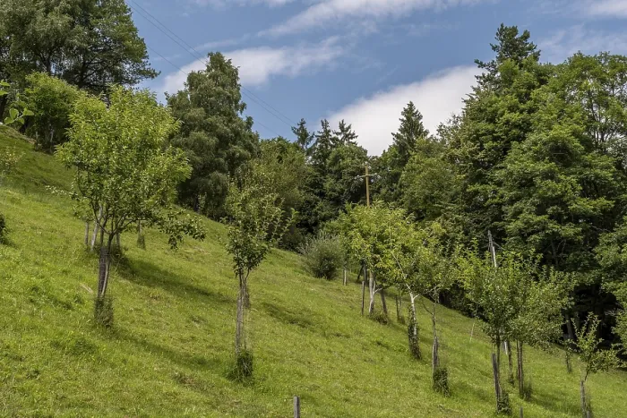 Framed Print : Young fruit trees on a steep meadow at the edge of the forest in summer