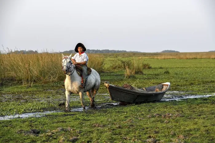 Framed Print : Young gaucho pulling a boat with reeds