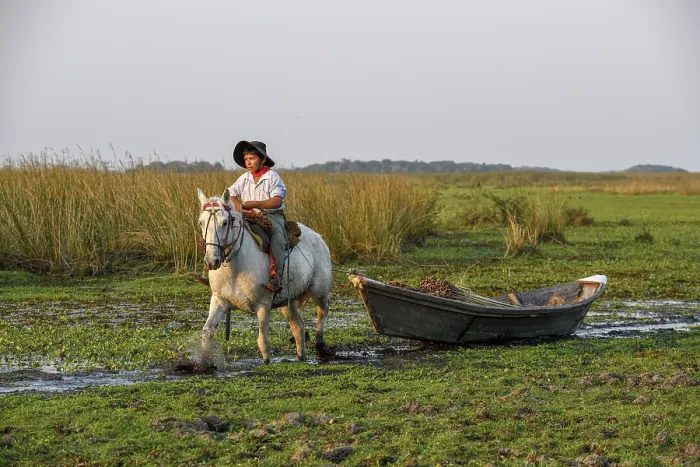 Framed Print : Young gaucho pulling a boat with reeds Framed Print : Young gaucho pulling a boat with reeds