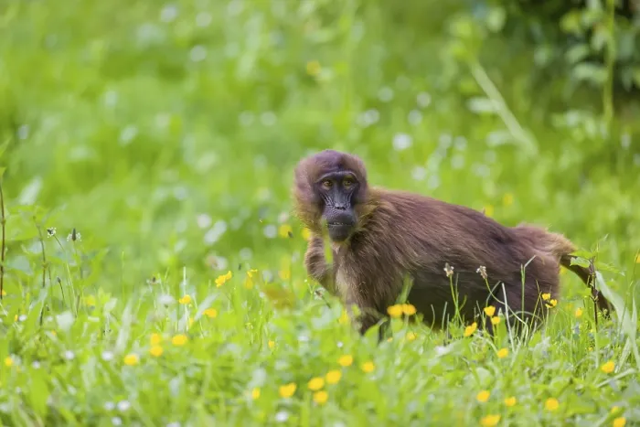Framed Print : A young Gelada (Theropithecus gelada)