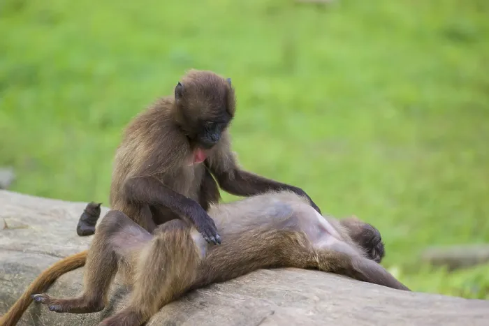 Framed Print : Two young Gelada (Theropithecus gelada)